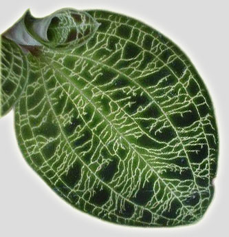 leafglow, Jewel Orchid