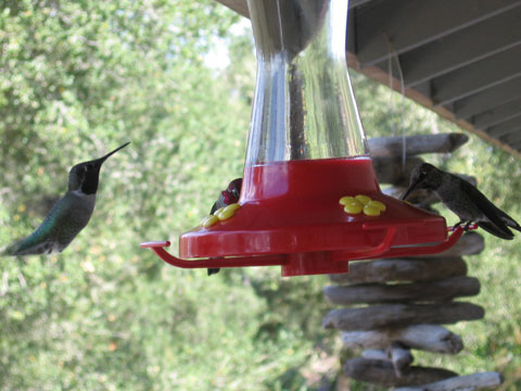 Humming Birds at feeder